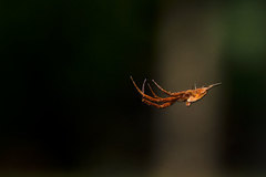 Uloborus trilineatus