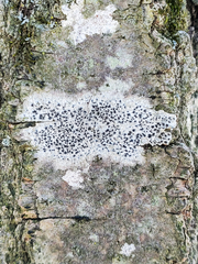 Arthonia radiata
