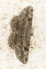 Peribatodes rhomboidaria