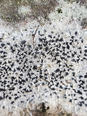 Arthonia radiata