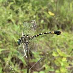Paragomphus sabicus