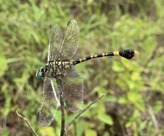 Paragomphus sabicus