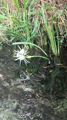 Hymenocallis liriosme