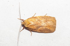 Proteodes carnifex