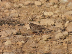 Alaudala rufescens