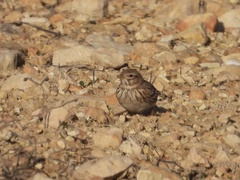 Alaudala rufescens