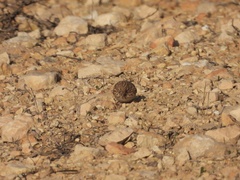 Alaudala rufescens