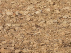 Alaudala rufescens