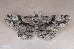 Peribatodes umbraria