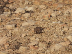 Alaudala rufescens
