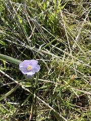 Dipterostemon capitatus