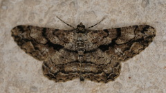 Peribatodes umbraria