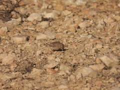 Alaudala rufescens