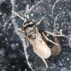 Trissolcus