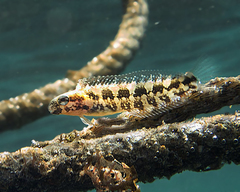 Petroscirtes breviceps
