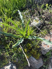 Chlorogalum pomeridianum