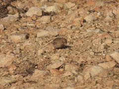 Alaudala rufescens