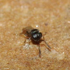 Trissolcus