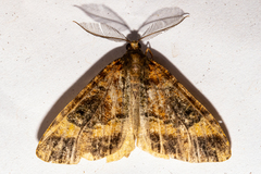 Pseudocoremia productata