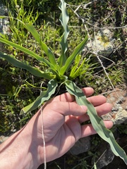 Chlorogalum pomeridianum