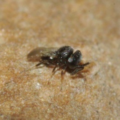 Trissolcus