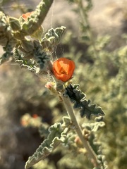 Sphaeralcea ambigua