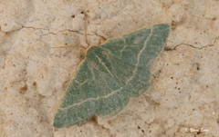 Microloxia herbaria