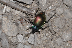 Calosoma sycophanta