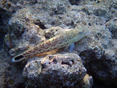 Parapercis hexophtalma