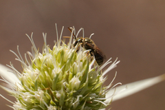 Seladonia
