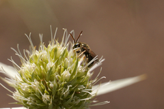 Seladonia