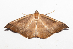 Sarisa muriferata