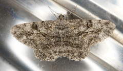 Peribatodes rhomboidaria