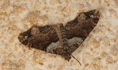 Oulobophora externaria