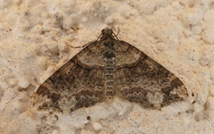 Oulobophora externaria
