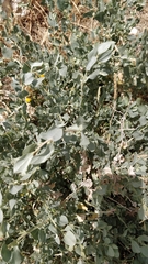 Atriplex halimus