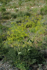 Ferula