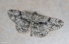Peribatodes umbraria