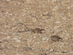 Alaudala rufescens