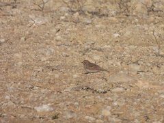 Alaudala rufescens