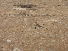 Alaudala rufescens