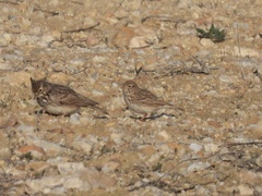 Alaudala rufescens