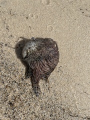 Antennarius striatus