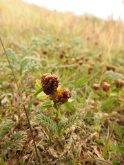 Trifolium spadiceum