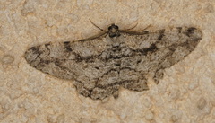 Peribatodes umbraria