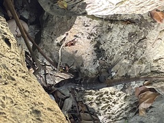Ctenosaura oedirhina