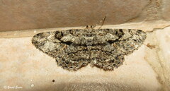 Peribatodes umbraria