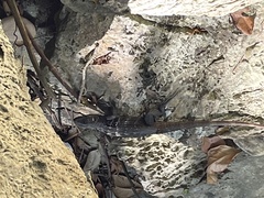 Ctenosaura oedirhina