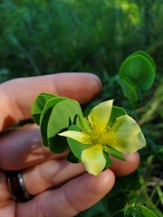 Hypericum crux-andreae