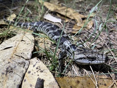Cyclodomorphus gerrardii